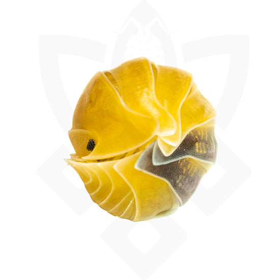 Isopods