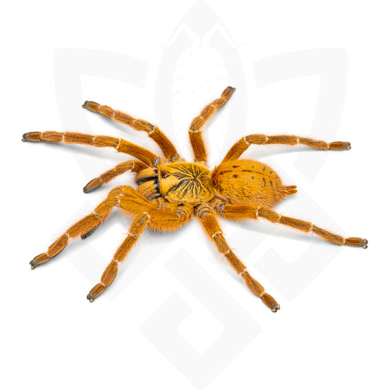 Tarantulas