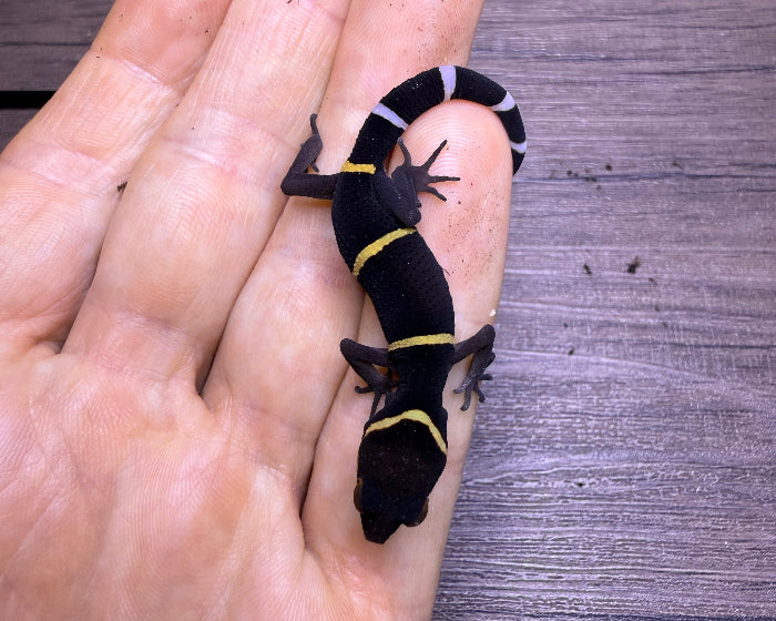 Goniurosaurus hainanensis (Hainanese tiger gecko)