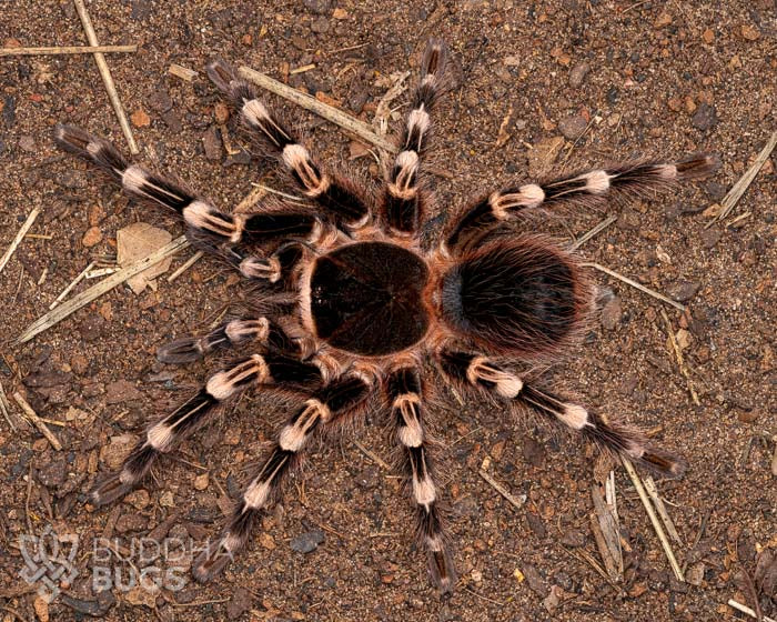 A female Acanthoscurria geniculata, a Brazilian giant white knee tarantula, poses on sandy clay.