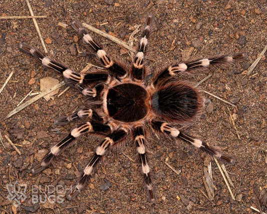 A female Acanthoscurria geniculata, a Brazilian giant white knee tarantula, poses on sandy clay.