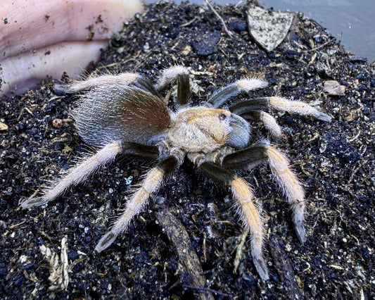 Aphonopelma bicoloratum (Mexican blood leg tarantula) 0.25"