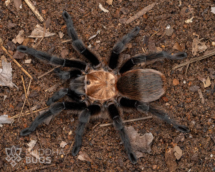 A female Aphonopelma hentzi, a Texas brown tarantula, poses on sandy clay.