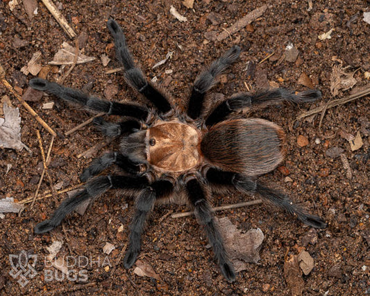 A female Aphonopelma hentzi, a Texas brown tarantula, poses on sandy clay.