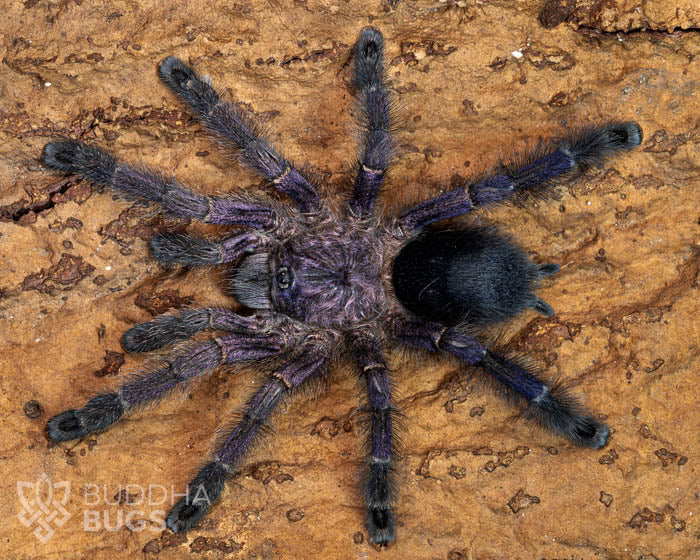A female Avicularia purpurea, a purple pink toe tarantula, poses on natural cork bark.