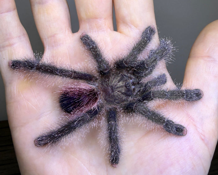 Avicularia juruensis morphotype 2 (Peruvian purple pink-toed tarantula) 0.75"