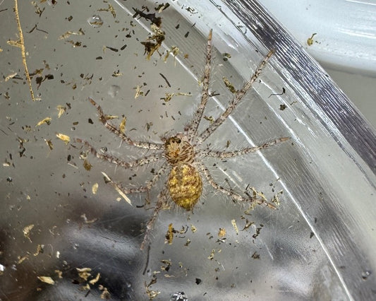 Barylestis variatus (variegated huntsman spider) 0.75"