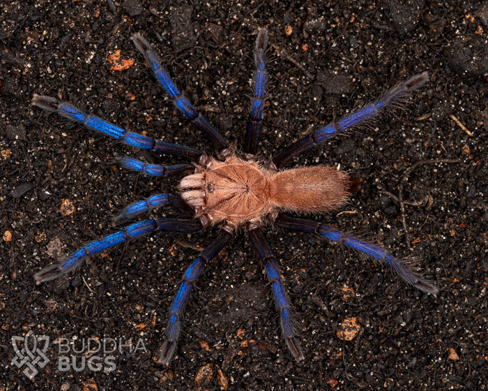 Birupes simoroxigorum (Bornean neon blue-legged tarantula) 0.75"
