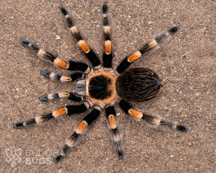 A mature female Brachypelma hamorii, a tarantula species known as the Mexican red knee tarantula, poses on sandy clay.