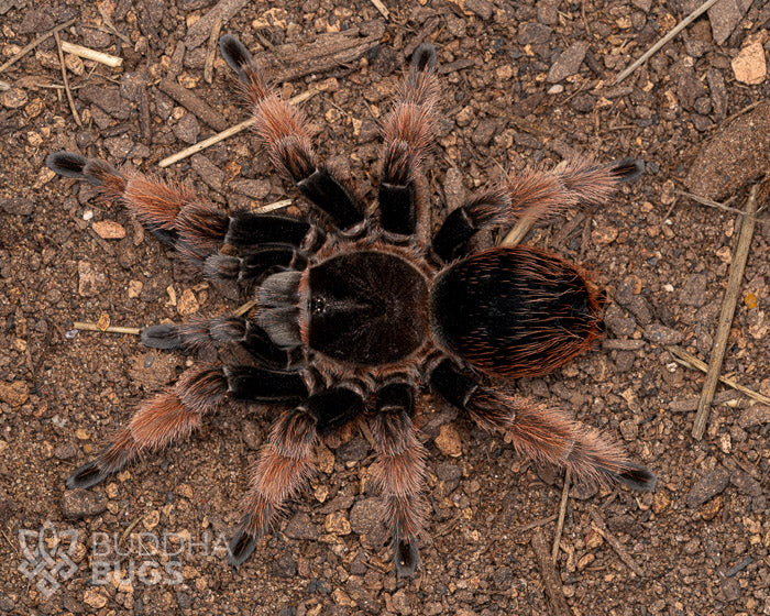A female Brachypelma klaasi, a Mexican pink tarantula, poses on sandy clay.