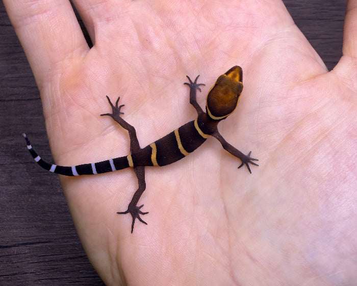Goniurosaurus bawanglingensis (Bawangling tiger gecko)