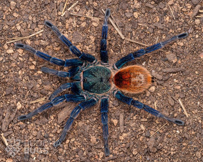 A female Chromatopelma cyaneopubescens, a green bottle blue tarantula, poses on sandy clay.