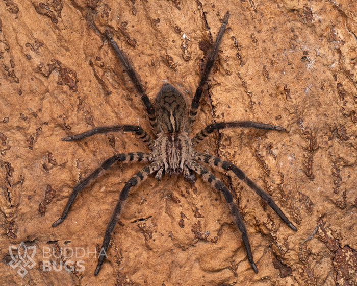 An adult female Cupiennius salei, also known as a tiger bromeliad spider, poses on a piece of natural cork bark.