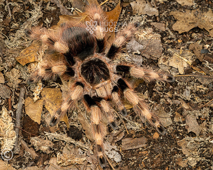 Nhandu coloratovillosus (Brazilian black and white tarantula) 1.75"