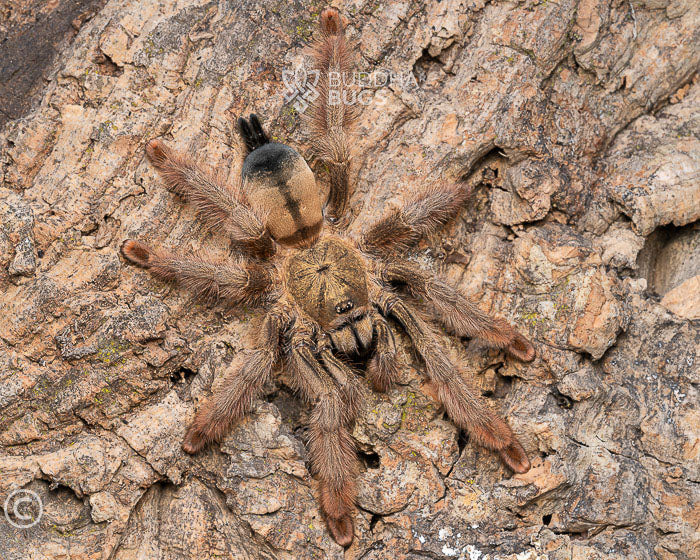 Psalmopoeus pulcher (Panama blonde tarantula) 1"