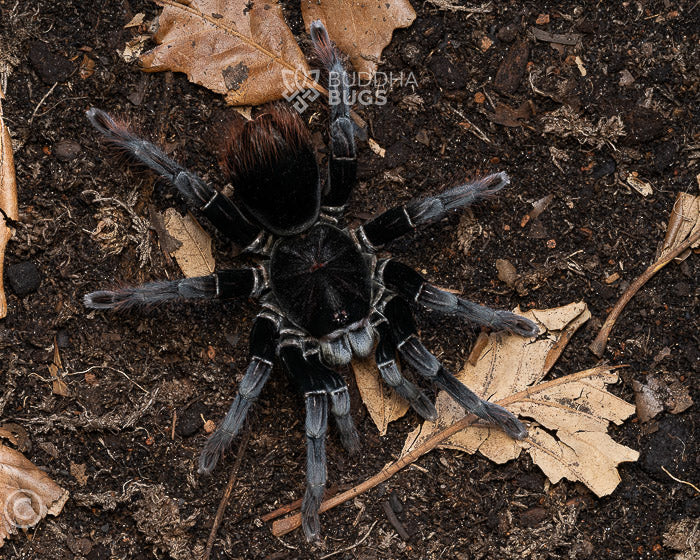 Pamphobeteus cf. antinous 'big black' (Peruvian big black tarantula) 1"