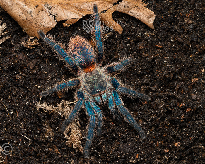 Dolichothele diamantinensis (Brazillian blue dwarf beauty tarantula) 0.5"