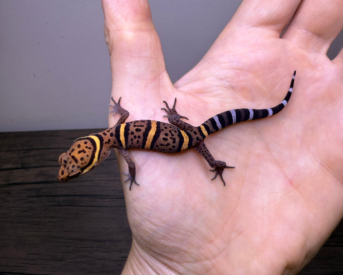 Goniurosaurus bawanglingensis (Bawangling tiger gecko)