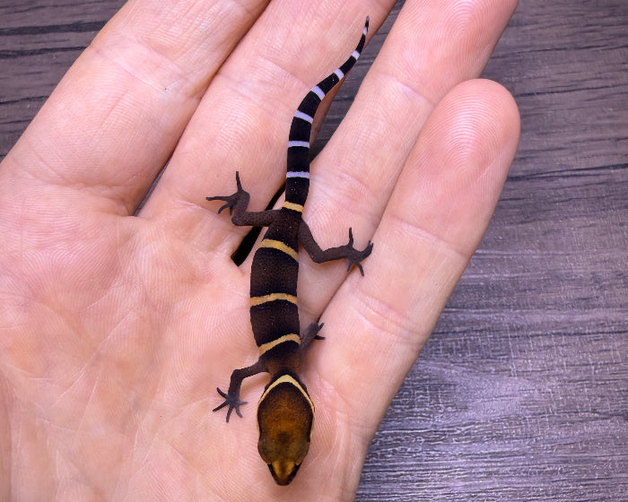 Goniurosaurus bawanglingensis (Bawangling tiger gecko)