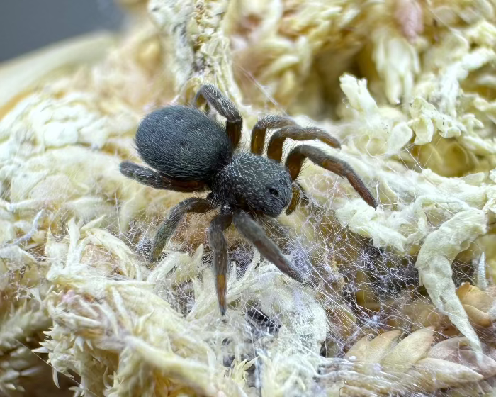 Eresus moravicus (orange-faced ladybird spider) 0.125"