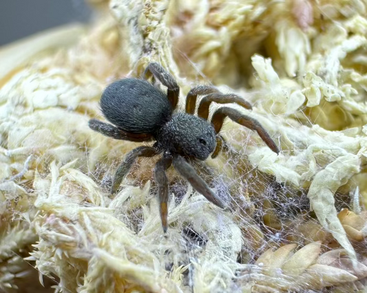 Eresus moravicus (orange-faced ladybird spider) 0.125"