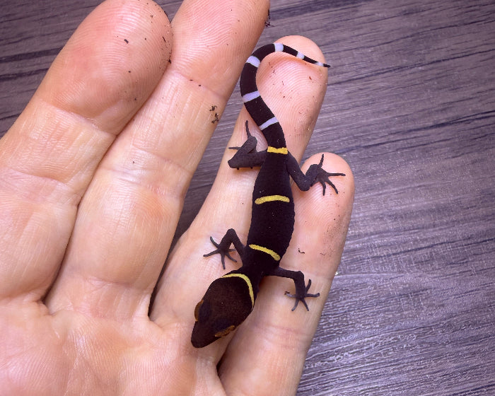 Goniurosaurus hainanensis (Hainanese tiger gecko)