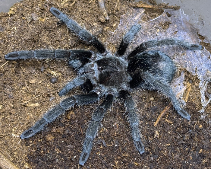 Grammostola pulchra (Brazilian black tarantula) 0.75"