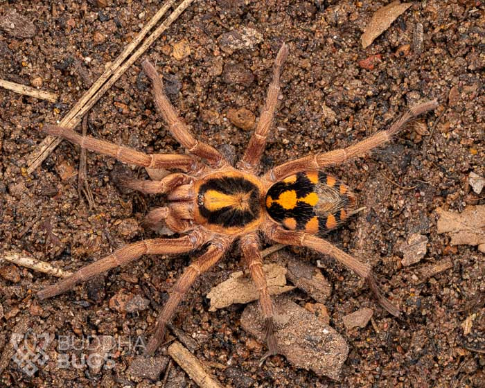 A female Hapalopus species, a pumpkin patch tarantula, poses on sandy clay.