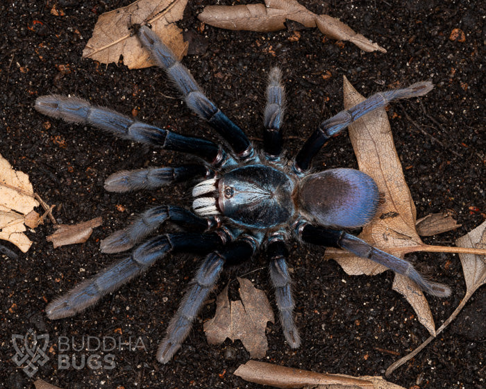 An adult female Cilantica devamatha, an Indian psychedelic tarantula, poses on terra preta.