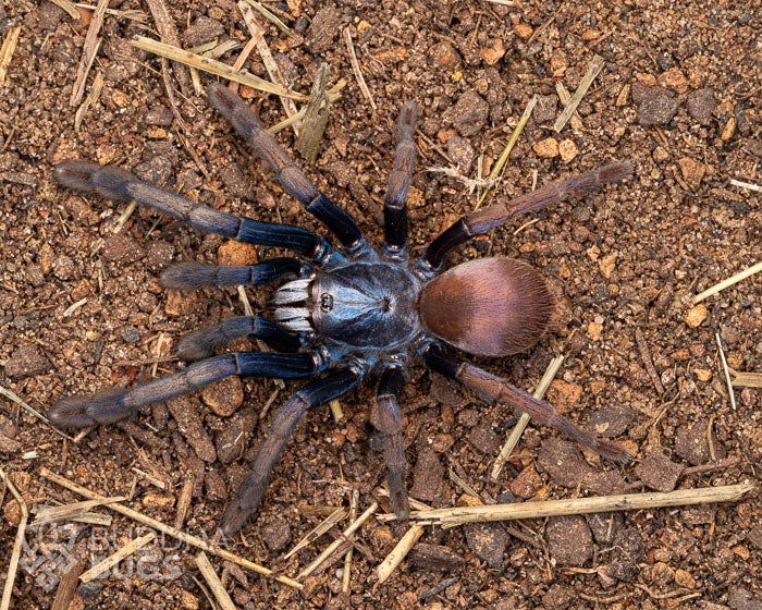 A subadult female Cilantica devamatha, an Indian psychedelic tarantula, poses on sandy clay.