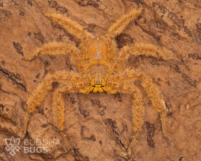 A mature female Heteropoda davidbowie, a huntsman spider species known as the David Bowie huntsman spider, poses on natural cork bark.