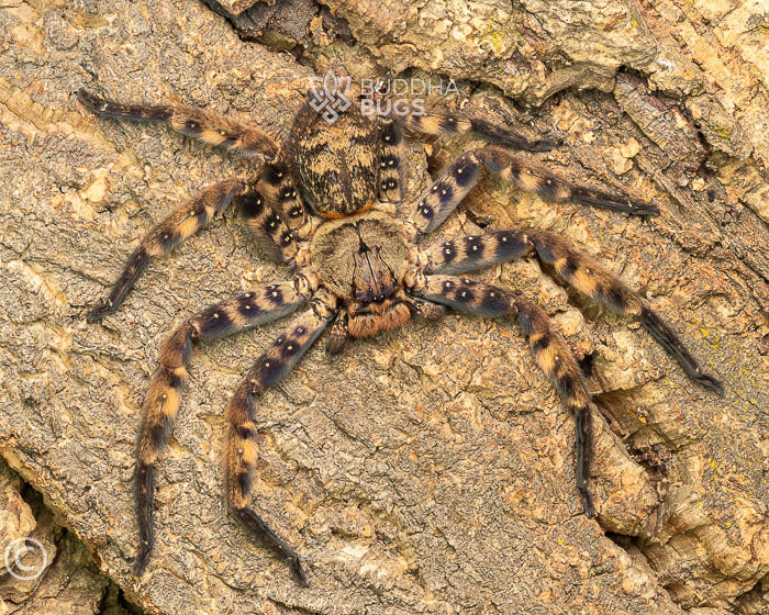 A female Heteropoda lunula, a purple huntsman spider, poses on natural cork bark.