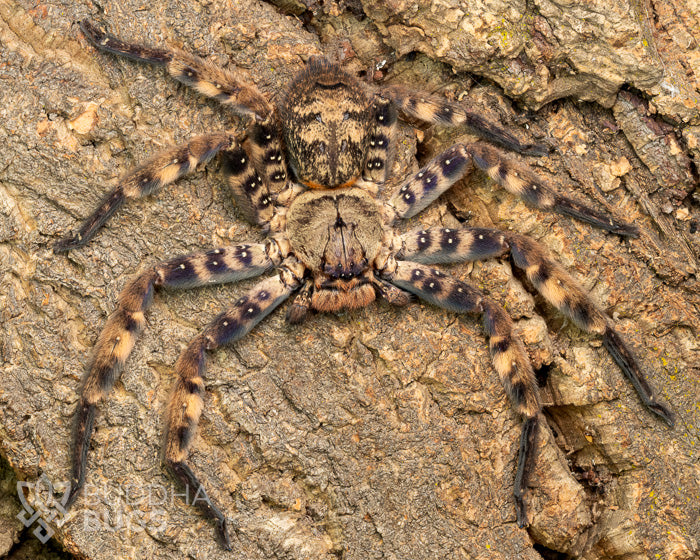 A female Heteropoda lunula, a purple huntsman spider, poses on natural cork bark.