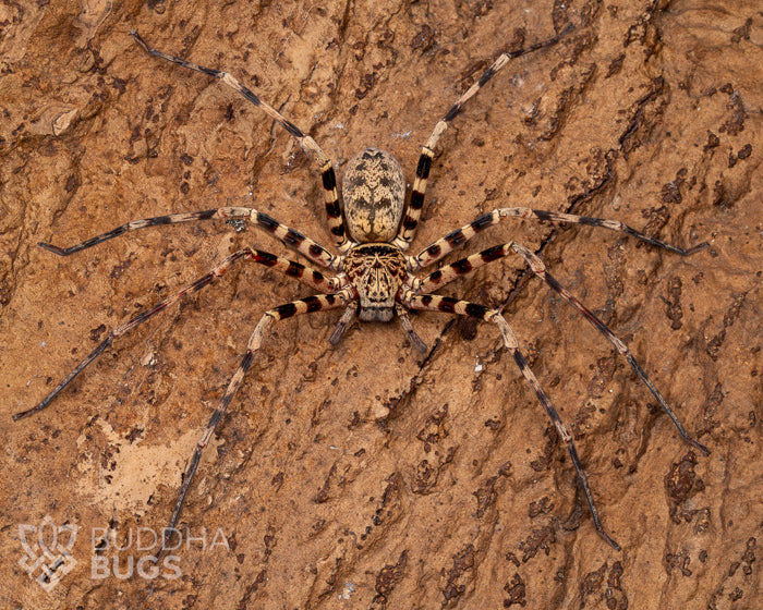 A mature female Heteropoda schwendingeri, a Thai cave huntsman spider, poses on cork bark.