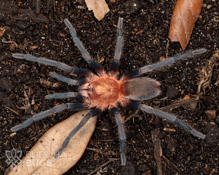 A female Holothele longipes, a Trinidadian pink tarantula, poses on terra preta.