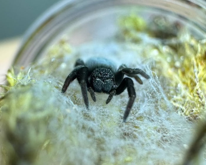 Eresus sp. 'Sidi Ifni' (Sidi Ifni blue velvet spider) 0.33"