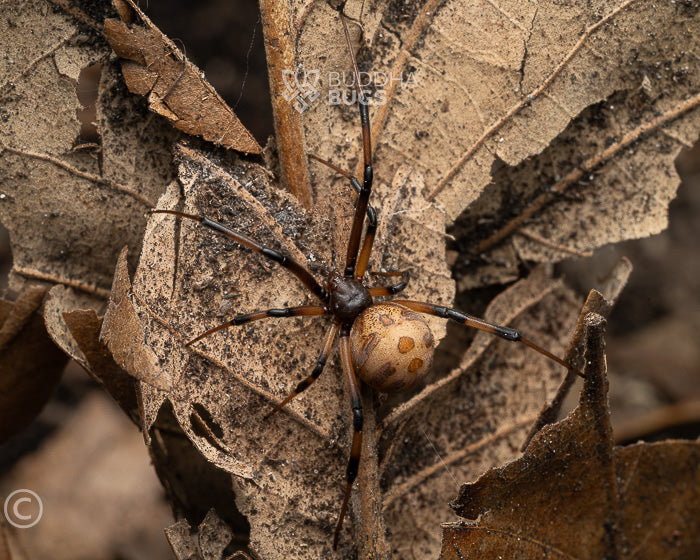 Latrodectus geometricus (brown widow) 0.125"