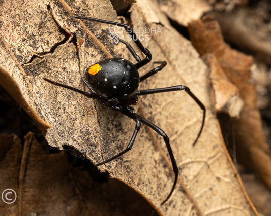 Latrodectus menavodi (Madagascan black widow spider) FEMALE