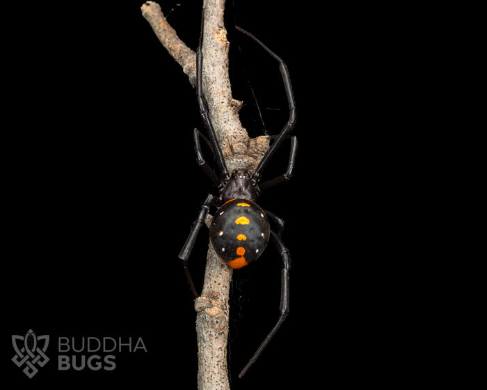 Latrodectus menavodi (Madagascan black widow spider) FEMALE