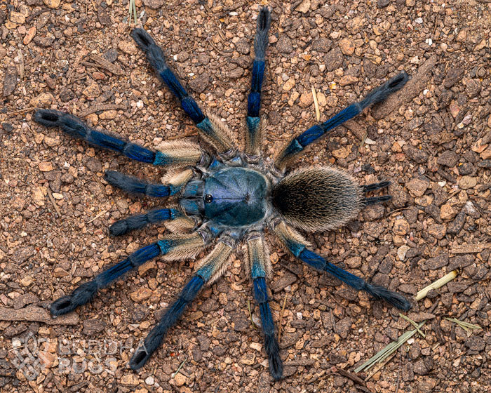 An adult female Monocentropus balfouri, a Socotra Island blue baboon tarantula, poses on sandy clay.