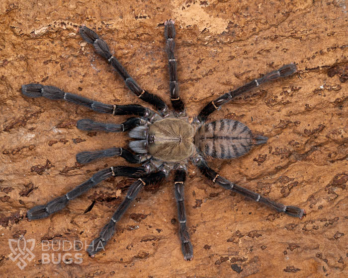 A female Omothymus schioedtei, a Malaysian earth tiger tarantula, poses on natural cork bark.