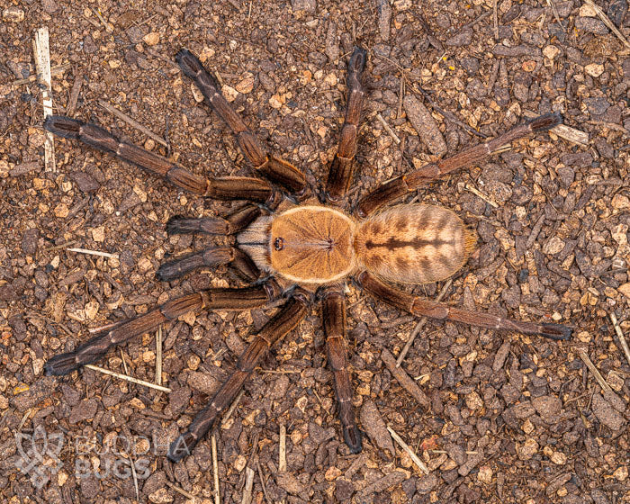 An adult female Ornithoctoninae sp. 'Nhen Dep’, a Nhen Dep earth tiger tarantula, poses on sandy clay.