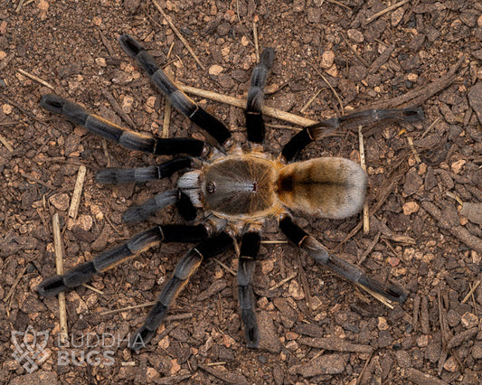 A female Ornithoctonus aureotibialis, a Thai golden fringe tarantula, poses on sandy clay.
