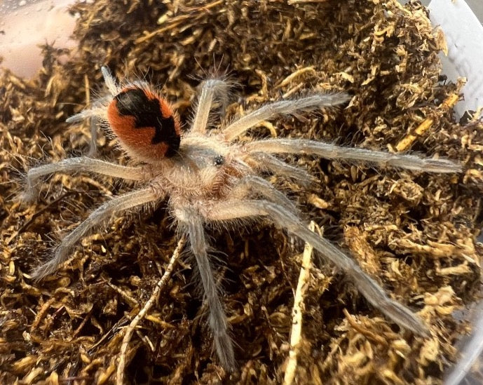 Pamphobeteus sp. 'Santo Domingo goliath' (Santo Domingo goliath birdeater tarantula) 1.25"