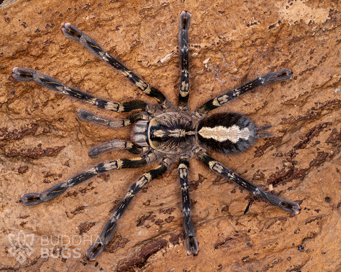 An adult female Poecilotheria ornata, also known as a fringed ornamental tarantula, poses on a piece of natural cork bark.