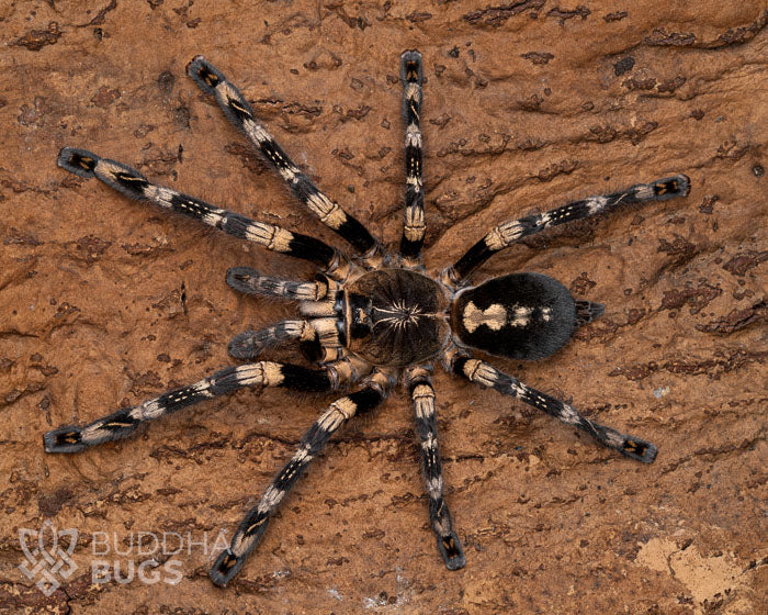 A female Poecilotheria subfusca, a lowland ivory ornamental tarantula, poses on natural cork bark.