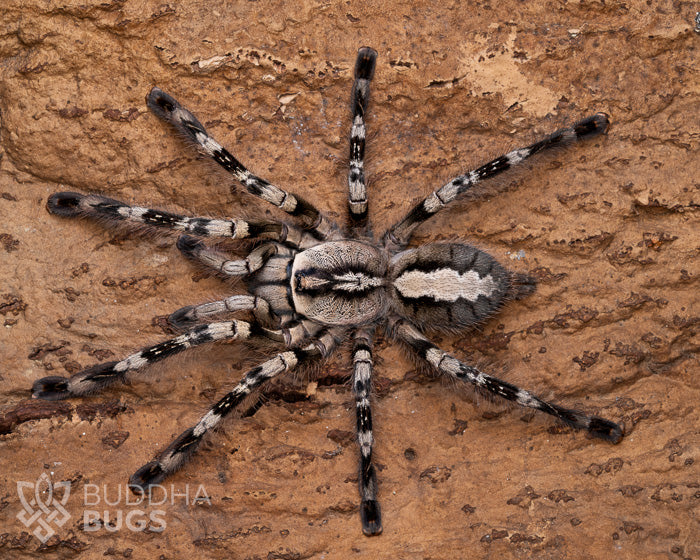 A female Poecilotheria vittata, a ghost ornamental tarantula, poses on natural cork bark.