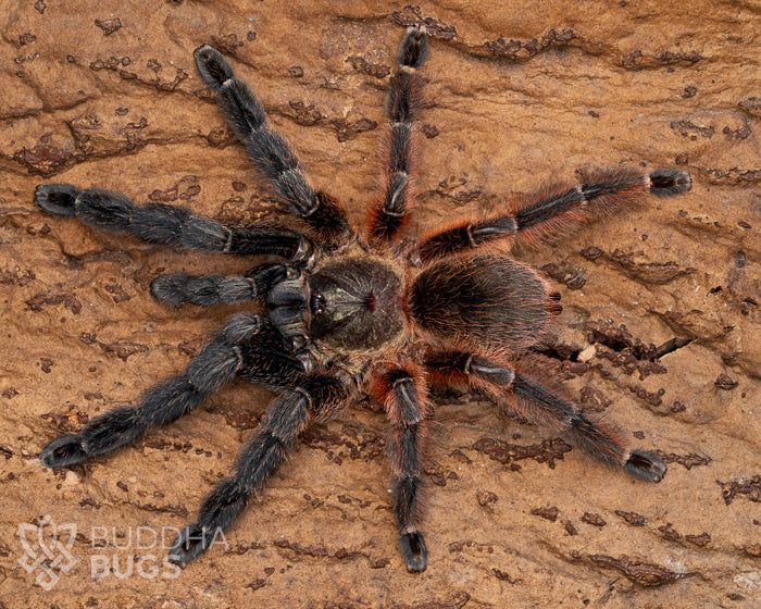 A female Psalmopoeus victori, a Darth Maul tarantula, poses on natural cork bark.