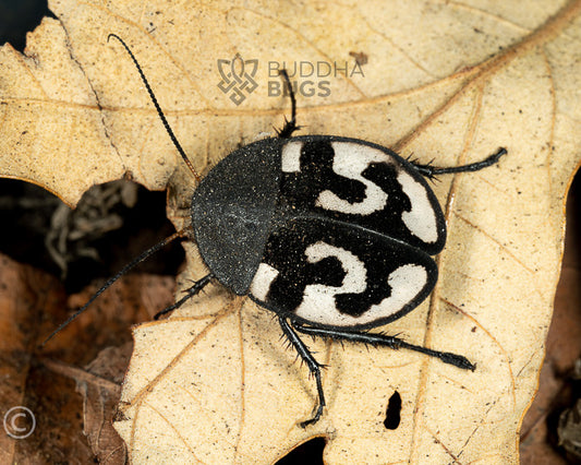 Therea olegrandjeani (question mark roach)