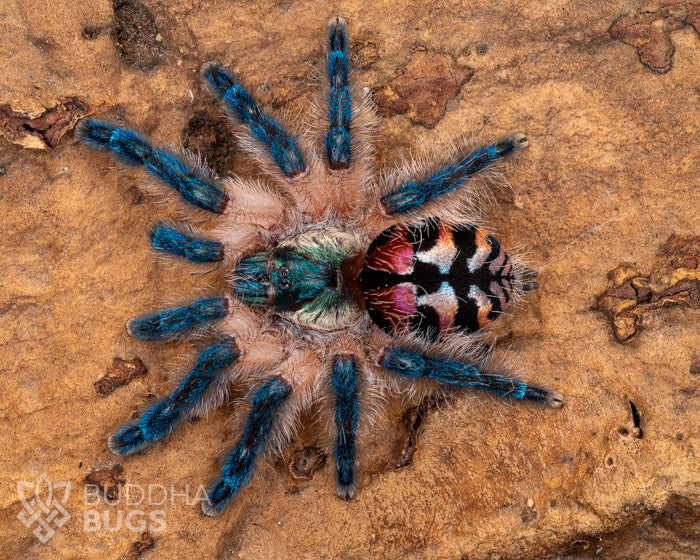 A female Typhochlaena seladonia, a Brazilian jewel tarantula, poses on natural cork bark.